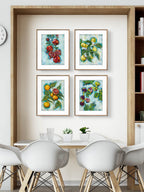 Four framed Luna Burlo paintings of Mediterranean fruits on a wall above a dining table with white chairs.

Framed Luna Burlo fine art paper print or her original artworks of Blood Oranges, Figs, Pomegranates, and Lemons from series "Mediterranean Table".

Colorful abstract with orange, purple, red, and yellow fruit, vibrant green leaves, and turquoise blue background. Rectangle portrait or vertical orientation. Made in Melbourne, Australia
